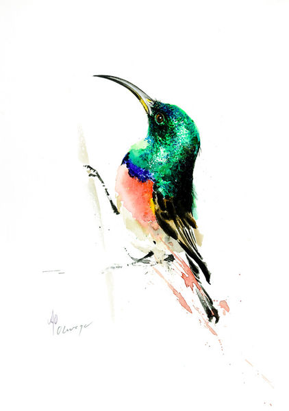 Greater-double-collared-sunbird