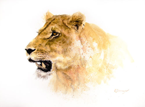 Lioness01