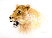Lioness 1 by Andre Olwage