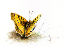 Orange Butterfly von Andre Olwage
