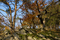Bäume auf kargem Fels von Ronald Nickel