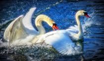 Dreamy Swan love by kattobello