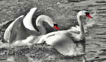 Swan Love von kattobello