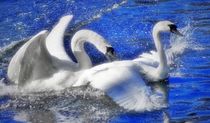 Swan Love in the blue Water von kattobello