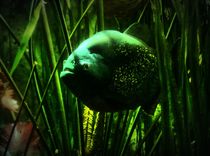 Piranha von kattobello