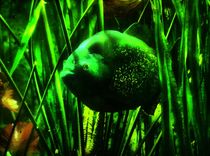 Piranha in grün von kattobello