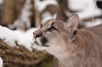 Neugieriger Puma von Katerina Mirus