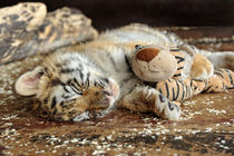 Gute Nacht kleiner Tiger by Katerina Mirus