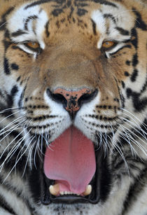Tiger Portrait von Katerina Mirus