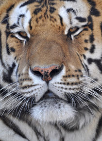 Tiger Portrait von Katerina Mirus