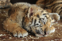 Schlafender Baby-Tiger von Katerina Mirus