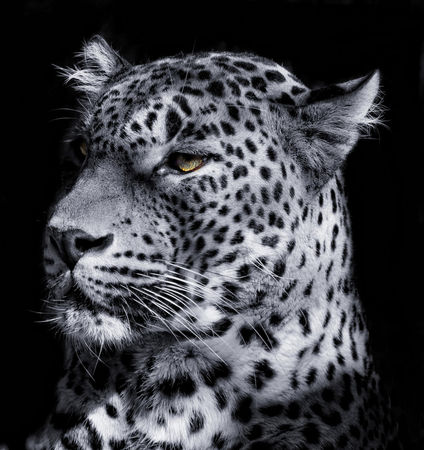 Leopardportraitneuswneu
