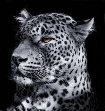 Leopard Portrait von Katerina Mirus