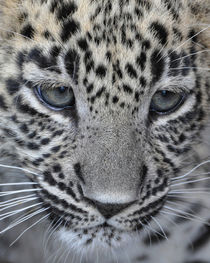 Persischer Leopard Portrait by Katerina Mirus