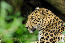 Amur Leopard by Katerina Mirus