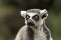 Lemur Katta von Katerina Mirus