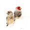 Red-headed-finch-pair