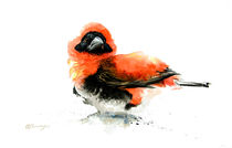 Red Bishop Bird von Andre Olwage