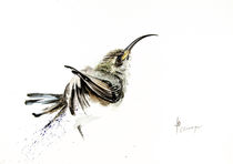 White Bellied Sunbird female von Andre Olwage