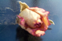 Rose von frakn