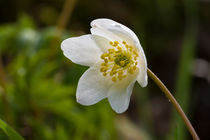 Die Weiße Blüte der Anemone von Ronald Nickel