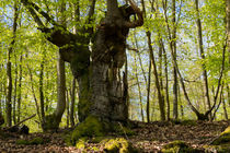 Alter knorriger Habitatbaum von Ronald Nickel