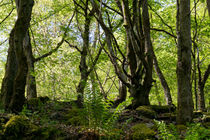 Naturnaher Wald als Wildnisgebiet von Ronald Nickel