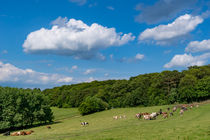 Glückliche Kühe auf der Weide by Ronald Nickel