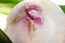 Tulpe in kristallklarem Eis 1 von Marc Heiligenstein