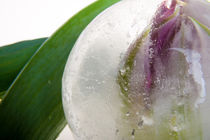 Tulpe in kristallklarem Eis 2 von Marc Heiligenstein