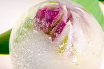 Tulpe in kristallklarem Eis 4 von Marc Heiligenstein