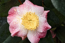 Rosa Kamelie - Camellia japonica L. 'Furo-an' Theaceae by Dieter  Meyer