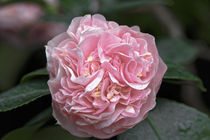 Rosa Kamelie - Camellia japonica L. 'Debutante' Theaceae by Dieter  Meyer