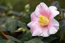 Rosa Kamelie - Camellia japonica L. 'Jennifer Turnbull' Theaceae von Dieter  Meyer