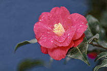 Rote Kamelie - Camellia japonica L. 'Fred Sander' Theaceae von Dieter  Meyer
