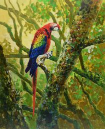 Scarlet Macaw by Geoff Amos