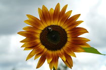 Sonnenblume von stephiii