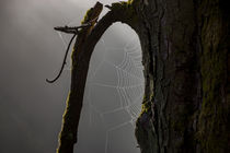 Nebel und Spinnweben im Wald von Ronald Nickel