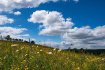 Blumenwiese im Sommer by Ronald Nickel