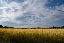 Getreidefeld im Sommer von Ronald Nickel