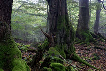 Mächtige Bäume im Wald by Ronald Nickel