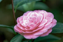 Rosa Kamelie - Camellia japonica L. 'Mrs. Tingley' Theaceae von Dieter  Meyer