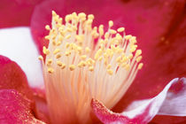 Rote Kamelie - Camellia japonica L. 'Alexander Hunt' Theaceae von Dieter  Meyer