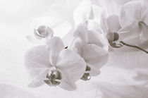 White Orchid Flower von cinema4design