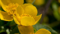 Die gelbe Blüte der Sumpfdotterblume von Ronald Nickel