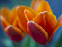 Tulpen by kerliham-foto