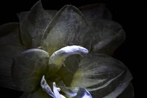 Amaryllis Blüte mit Wassertropfen in Detail by Claudia Evans
