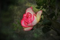 'Eine Rose' von Claudia Evans