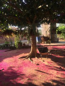 Pink Farm von Raphaela Cantarelli