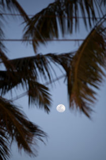 Ein weißer Vollmond leuchtet zwischen Palmblättern am blauen Abendhimmel auf der tropischen Insel Sri Lanka by Gina Koch